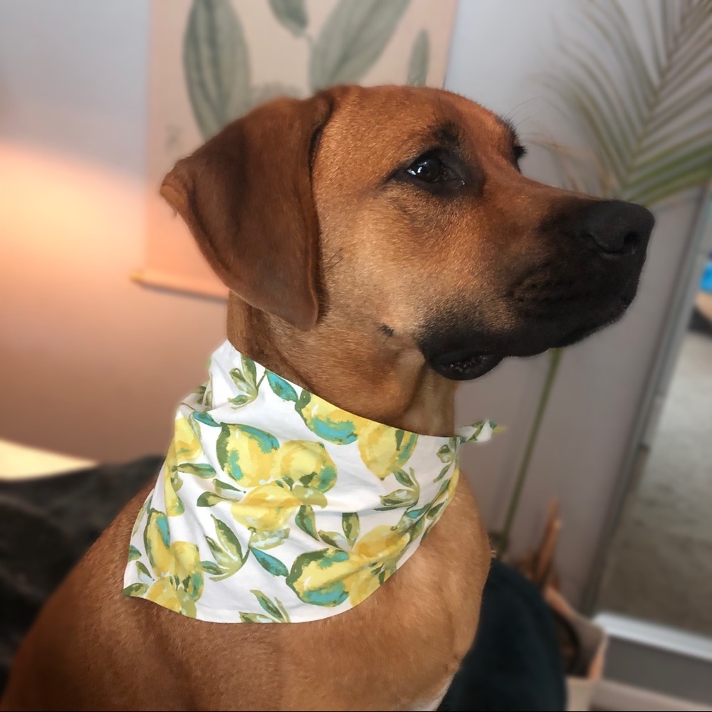 HANDMADE Lemon Print Dog Bandana